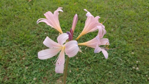 Naked ladies. I really want these at home porn pictures