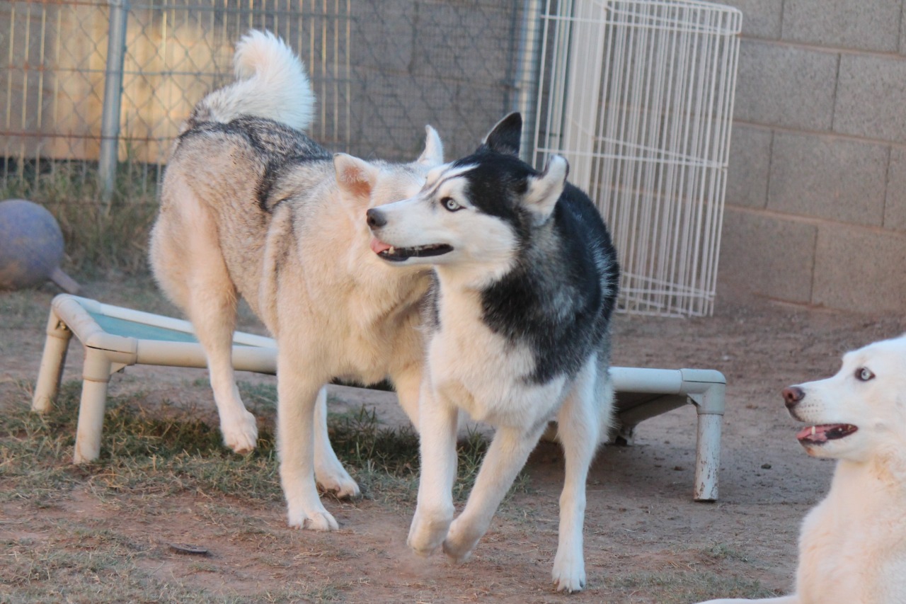 6woofs:  K vs. T Results: TIE. 