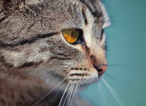 catsnpussys