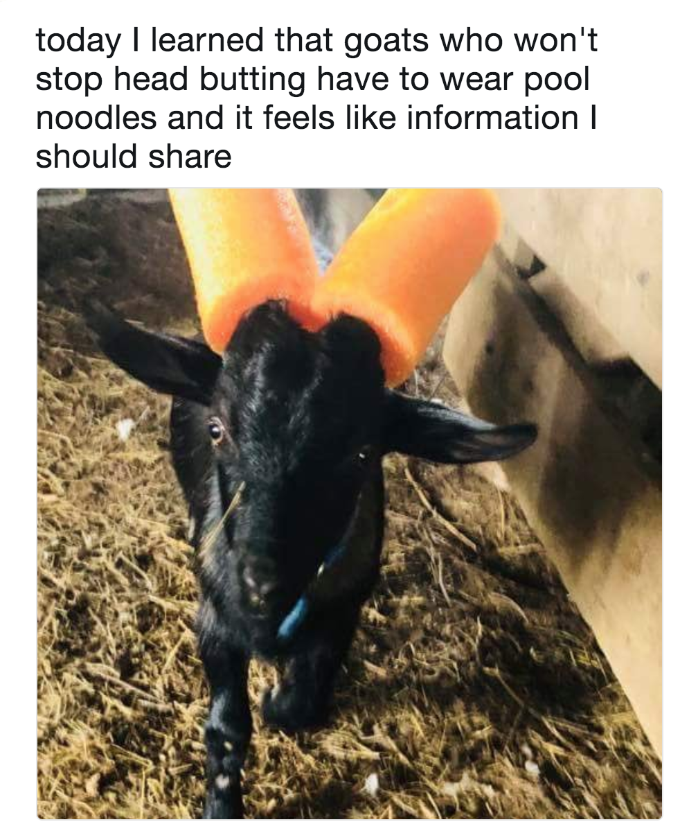beedablogs:
“naughty goats get the noodle horns
”