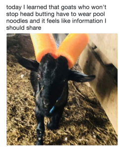 beedablogs: naughty goats get the noodle horns