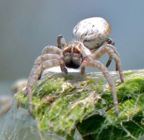 invertebrates: onenicebugperday:African social spiders, Stegodyphus dumicola, Eresidae (velvet 