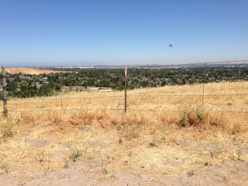 great-vibrations:  Went on a hike here is a spam of pics from it  Conta Loma, In Antioch?