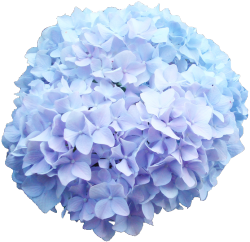 transparent-flowers:  Baby blue Hydrangea. Hydrangea