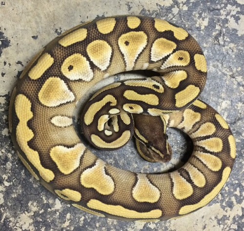 .2 Lesser Ball Pythons produced by Eleven-Nineteen Reptiles