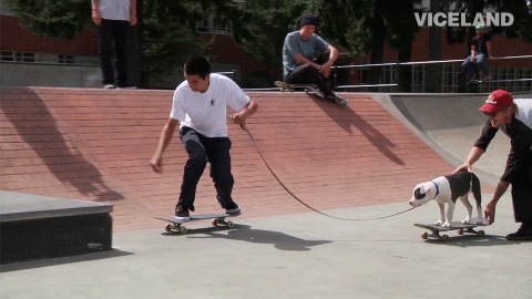 viceland:everyone loves a dog on a skateboard