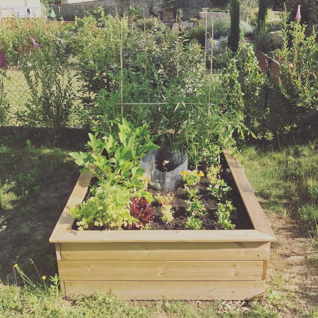 Potager suspendu, culture en lasagne et jardin en trou de serrure #raisedbed #keyholegarden #permaculture (à Millery, Rhone-Alpes, France)
Il faut que je rajoute un paillage…