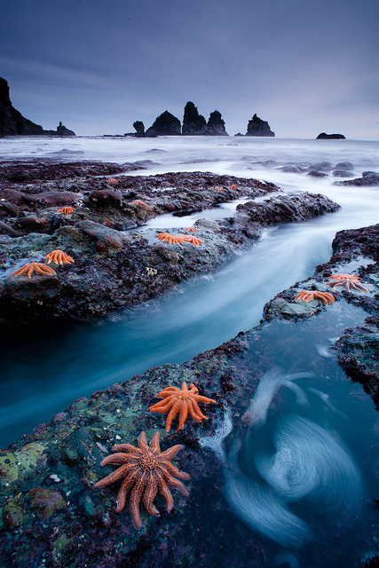 West Coast starfish colony by mundoview on Flickr.