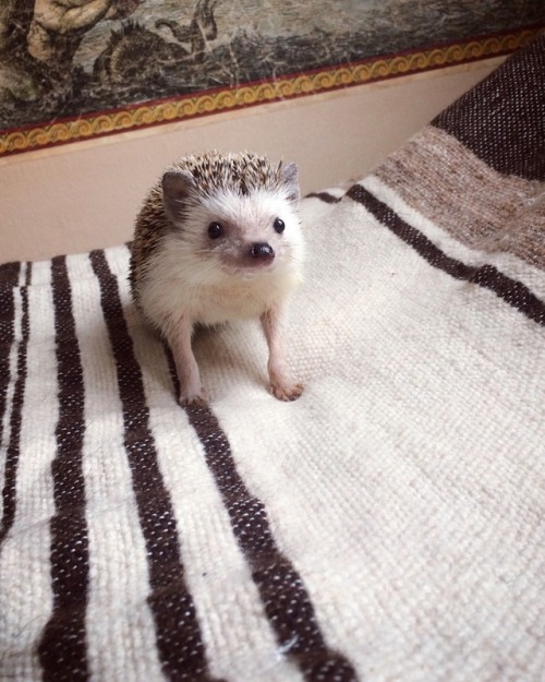 hedgehogsofasgard: Look at my dapper boy