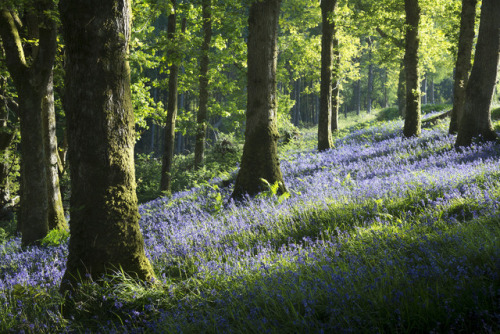 Welsh bluebell wood by Andrew Kearton