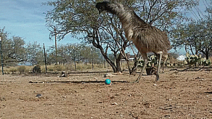 lulz-time:  kiggor:  emus vs. weasel ball  This post has been featured on a 1000Notes.com