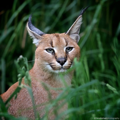 brookshawphotography: A wonderful Caracal named Griffin at the WHF Big Cat Sanctuary… :-)