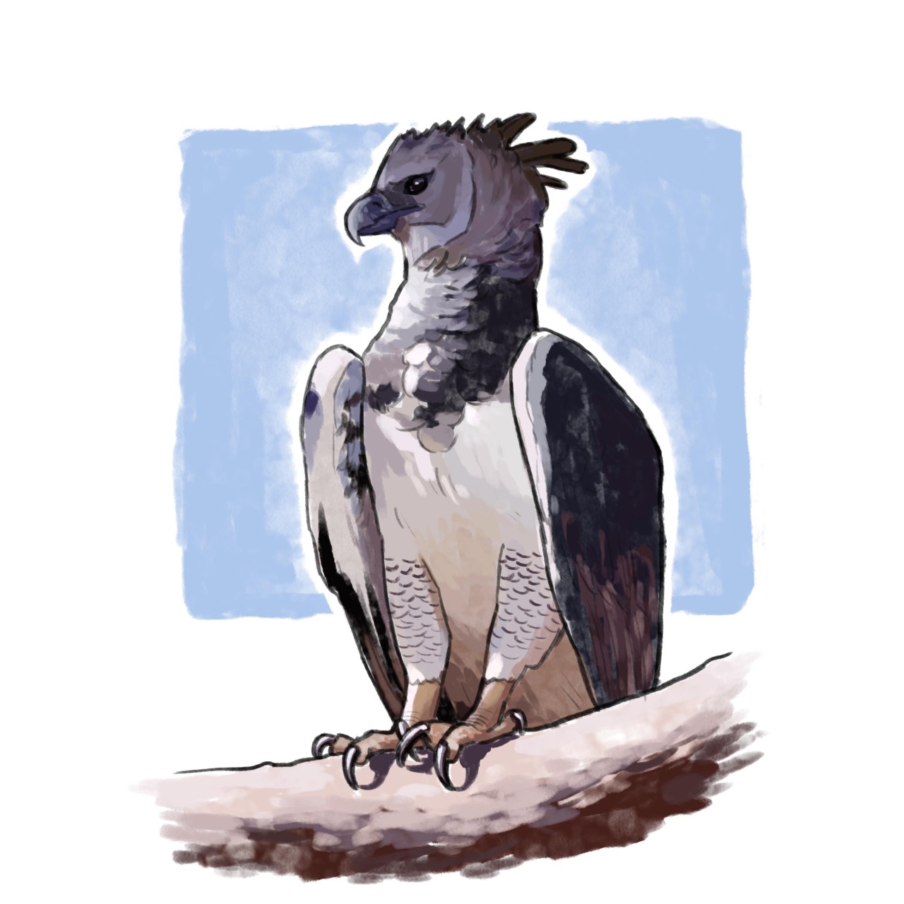 Birb Chirp — 10/11/22 Harpy Eagle & Eagle