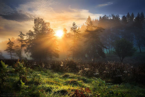 drxgonfly: Perfect Backyard & Swamp Realm (by Florent Courty) Fine Art Prints | Website | Face