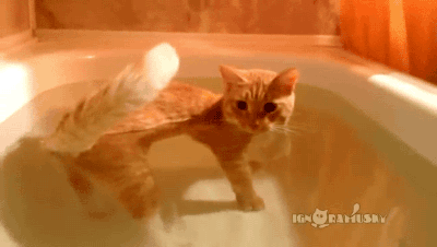 gifsboom:  Video: Cat Loves water