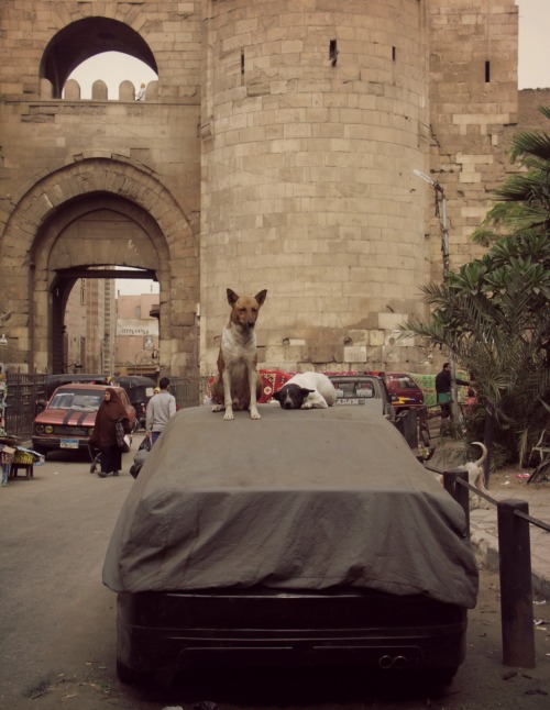 cats-of-cairo:Very good boys on the Street of the Tentmakers (Shari'a al-Khayamiyya). 