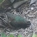 Hmm?What&rsquo;s this?Oooohhhh!It birb!