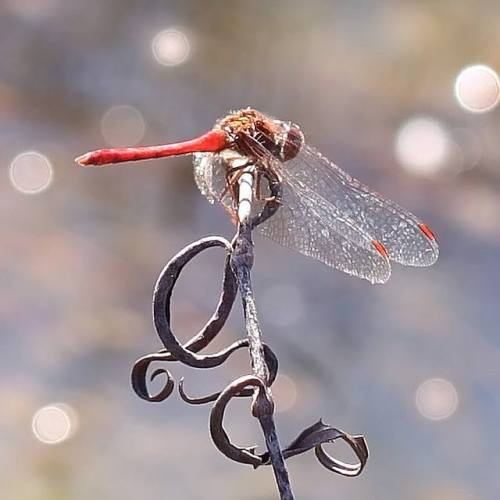 rhamphotheca:Autumn Meadowhawks (Sympetrum vicinum)Meadowhawks as a group are typically late-summer 