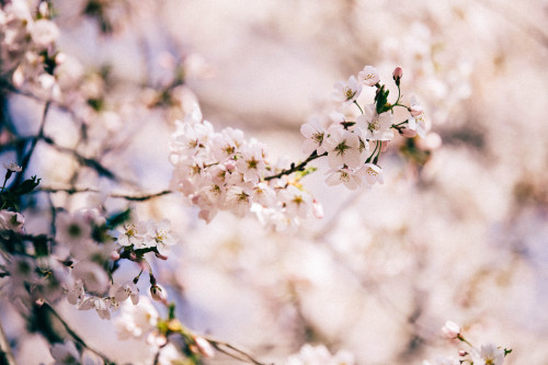 Cherry Blossoms in Toronto 