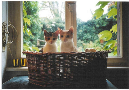 Emma and Darcy as kittens (via frank thinnes)