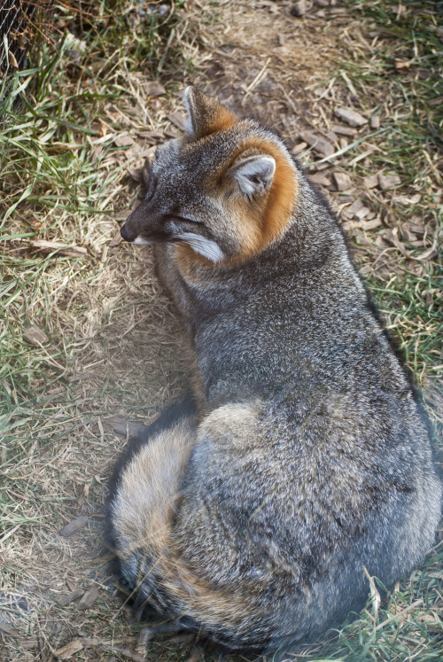 zooophagous:  Urocyon Cinereoargenteus, or, the American Gray Fox, looking lovely in her winter coat. 