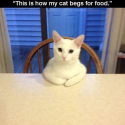 alexandraerin:  thefingerfuckingfemalefury:  cumberbitchfit:  JUST LOOK AT THIS MOTHERFUCKER.  HOW CAN YOU SAY NO TO THIS?!!  HUMAN HUMAN I AM HUNGRY KITTEH FOOD NOW PLEASE?  &ldquo;Hello. I’ve asked you here today to talk about the food bowl situation.