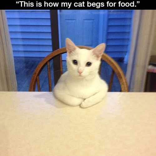 cameoamalthea:  reglissenoire:  directorlazard:  thefingerfuckingfemalefury:  itmedaisy:  human, we need to have a talk about you not meeting the standards expected of you by the company.  YOU HAVE REPEATEDLY FAILED TO PROMPTLY FILL FOOD BOWL WHEN FOOD