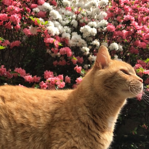 icarus-thesun-thesea: My cat is model.