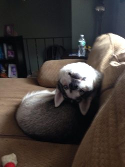 cute-overload:  My dog broke :/http://cute-overload.tumblr.com