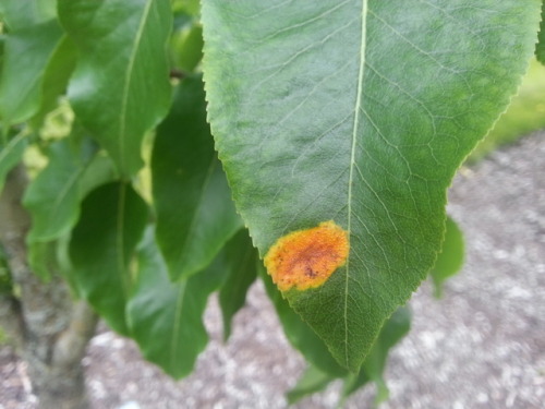 Polystigma rubrum -fungus causing yellowish-brown lesions on plum tree leaves (Prunus domestica).