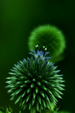 blooms-and-shrooms:  untitled by poesie on