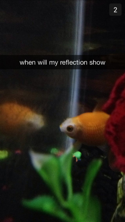 crownleys: My sister just sent me these of my goldfish and this is why I love her