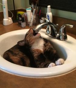 cat-shaming:  Rose loves water… just not from her water bowl. 