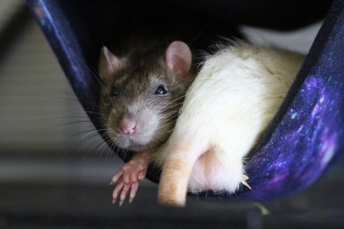 rattitude:  Weird sleeping positions. Every rat owner knows them :DReglog and add photos of your ratties. I need some cuteness to cheer me up :-) 