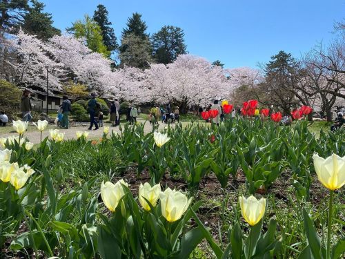 満開の桜とチューリップ。 #桜 #チューリップ #弘前https://www.instagram.com/p/Ccsl1xiLukf/?igshid=NGJjMDIxMWI=