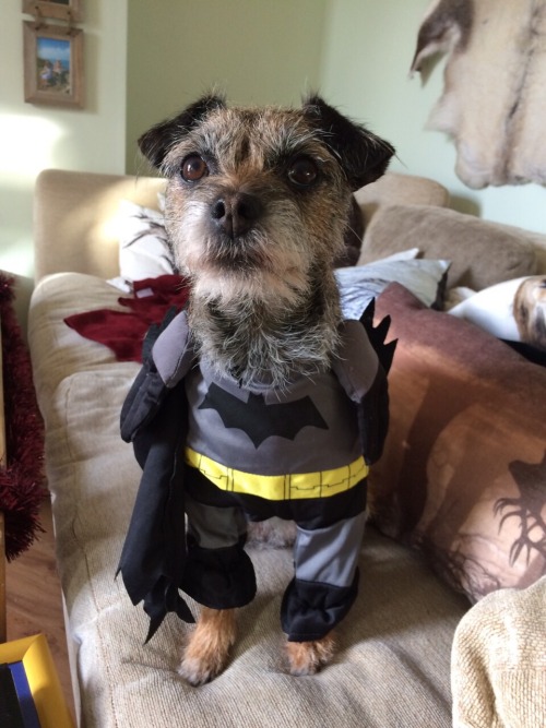 I dressed my dog up as batman… She was not overly impressed, even when I did my Christian Bal