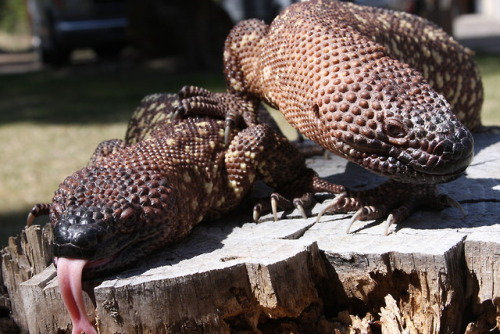 Today I learned that beaded lizard’s are actually incredibly photogenic.