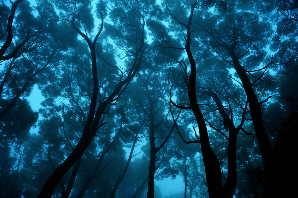 99lions:  Ari Bixhorn - Looking Up Ari took these photos of trees at Sintra Mountains,