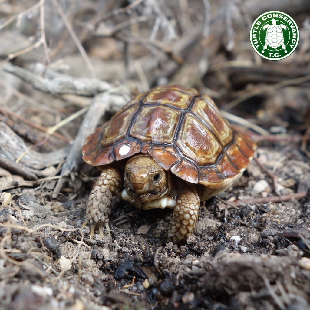 turtleconservancy:  A young Parrot-beaked Tortoise (Homopus areolatus) we encountered