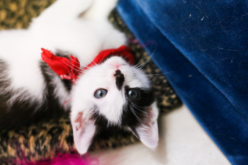 theyearofsaintjudas:This 8 week old kitten named Bandit slayed me today at the shelter.