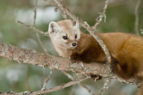 creatures-alive:Pine Marten by Michael Cummings