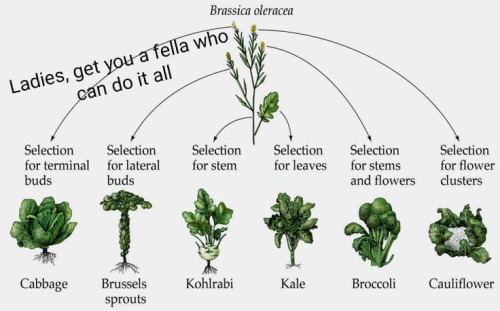 Brassicas Compilation