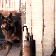 cheekywithcullen:  Fallout 4: We Get A Dog adult photos