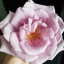 bluegirlroses
