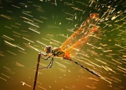 hkirkh:  omgbuglen:  A dragonfly in the rain  Warp speed?