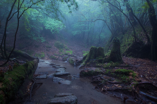 Mononoke forest, Yakushima island by Casey Yee