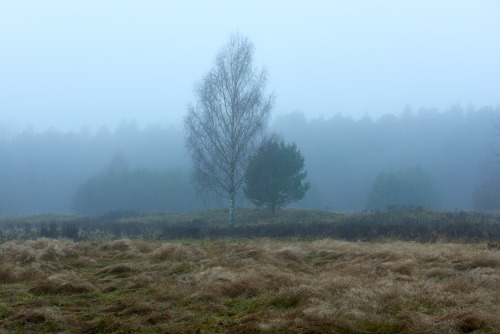 A tree waiting at the shore at the sea of grass by Hans Karlsson