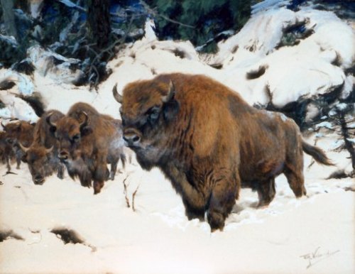 art-and-things-of-beauty:European Bisons by Wilhelm Kuhnert (1865 - 1926 