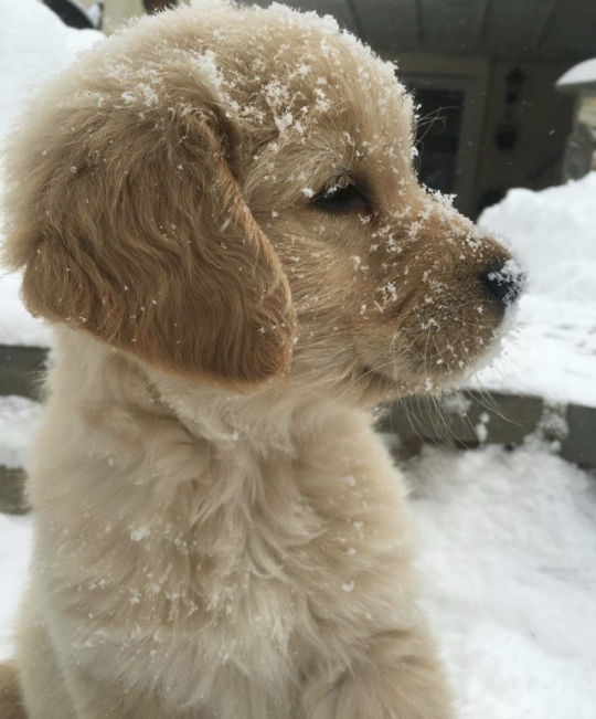 Snow and puppies 😍🐶❄️