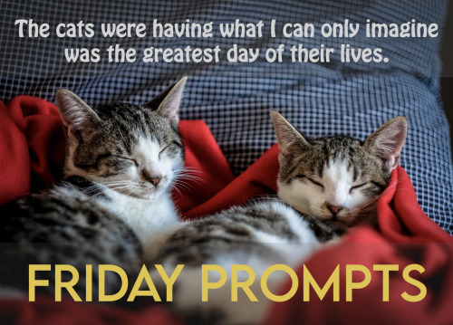 Friday Prompt for January 28: The cats were having what I can only imagine was the greatest day of t